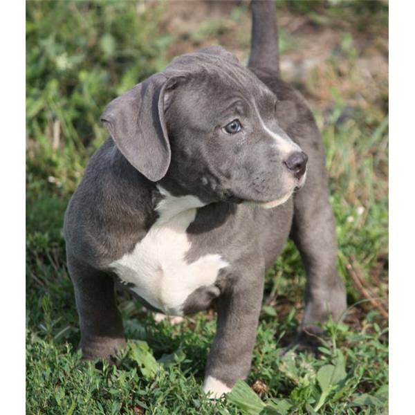 American Pitbull Terrier ( blue line ) ( Rednose)