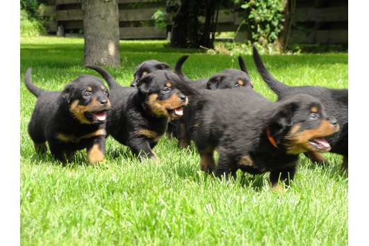 Reinrassige Rottweilerwelpen mit Papiere 