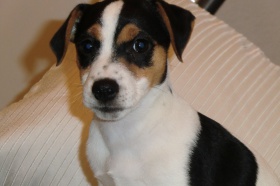 jack russell terrier kaufen