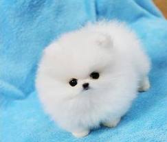 Pomeranian Zwergspitz .   