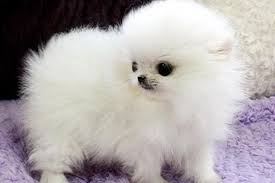 Zwergspitz pomeranian Welpen Excellent****