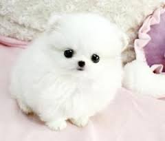  Pomeranian zwergspitz Welpen   