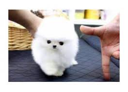 pomeranian hundin