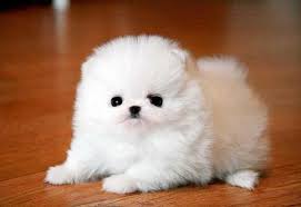 pomeranian welpe zwergspitz!!!!!!!!!!!!!!!!!!!!!!11