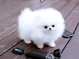 Pomeranian zwergspitz Boo Welpen   