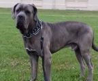 Züchter Cane Corso