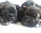 cane corso Welpen 25 Tage