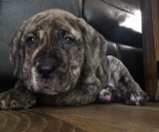 Cane corso welpe kaufen 