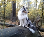 Züchter Welpen sheltie