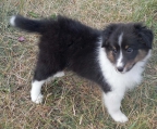 welpen sheltie kaufen schweiz