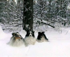 Pris sheltie