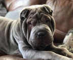 shar-pei-welpe