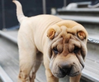 shar pei Welpen Ausgezeichnete