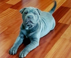 shar pei grau kaufen