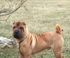 shar-pei hund