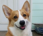 welsh corgis verkaufen