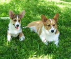 welsh corgi Welpen Paar