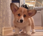 welpen welsh corgi