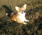 welpe 2 Monate Hunderasse welsh corgi