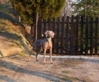 Weimaranerzucht