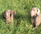 Mutter und Tochter weimaraner