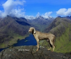 weimaraner Zuchthunde zum Verkauf