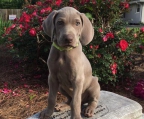 Weimaraner Zu verkaufen