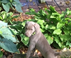 Weimaraners Informationen