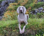 Versilberung verkauf welpen weimaraner