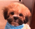 lhasa apso welpen