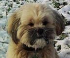 Creme welpen lhasa apso