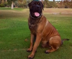 bullmastiff