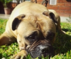 Bullmastiff Welpen - Rassehunde - Hunde