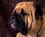 Bullmastiff Pedigree CH-DE