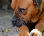 5 welpen kaufen Bullmastiff