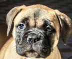 Riese welpen bullmastiff