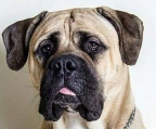 Bullmastiff Welpe Schöne Bullmastiff Welpen 2 Monate