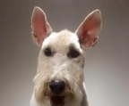 foxterrier Züchter