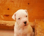 Dogo Argentino hund