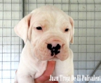 Dogo Argentino welpe