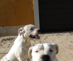 welpen preis dogo argentino