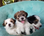 Züchter coton de tulear vom Schweiz