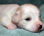 Coton de Tulear Welpen mit VDH FCI Papieren zu verkaufen