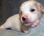 Coton de Tulear Welpen, Rüde, 9 Wochen alt zu verkaufen