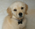 Suche welpen Golden Retriever