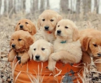 Suche golden retriever Welpen Rüden zu kaufen Wir sind