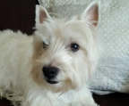 westie / west highland white  welpen