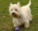 westie welpe kaufen