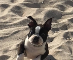 Boston terrier Züchter vom Schweiz