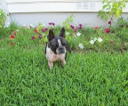 Boston terrier welpen kaufen